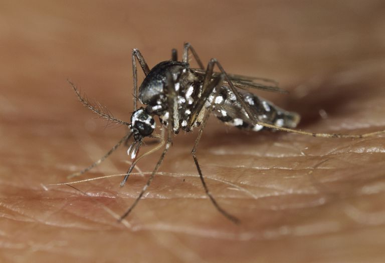 brasilianska regeringen, kliniska symptom, Aedes aegypti, både domningar