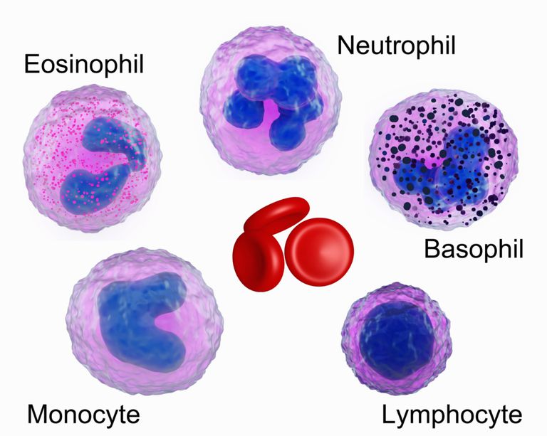 myeloproliferativa neoplasmer, vita blodkroppar, risk utveckla, röda blodkroppar
