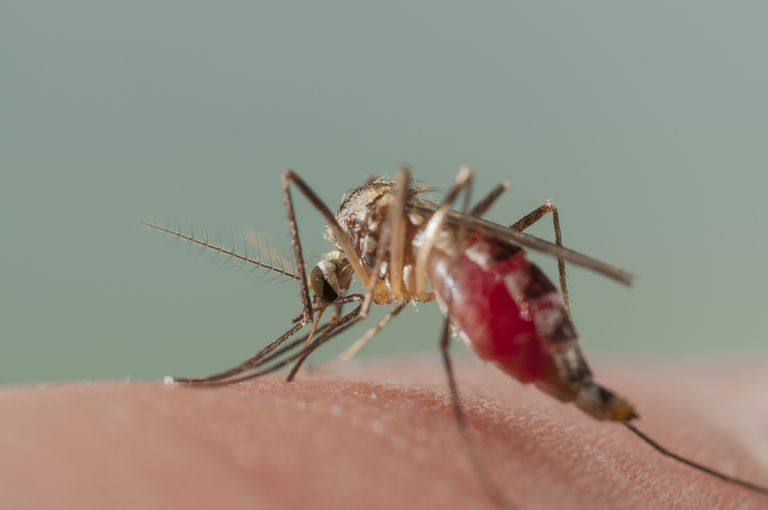 Mayaro Virus, någon annanstans, viruset varit, Aedes aegypti, aldrig sett, alla gång