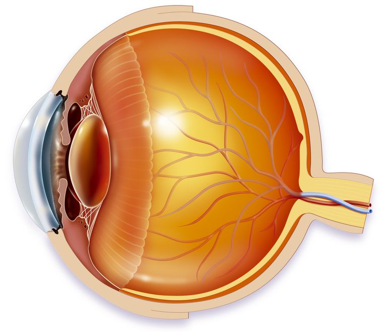 Anatomy Hornhinnan, arbetar ögonlinsen, arbetar ögonlinsen fokusera, bilder näthinnan