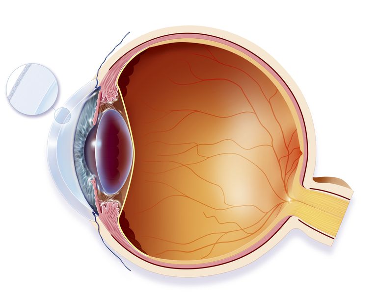Anatomy Hornhinnan, arbetar ögonlinsen, arbetar ögonlinsen fokusera, bilder näthinnan