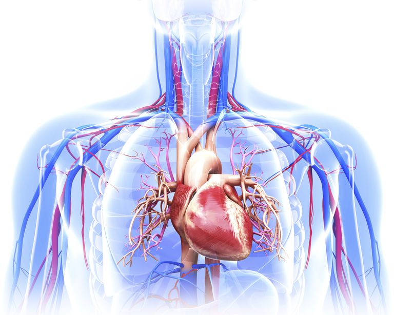 aorta dissektion, aortan involverad, delen aortan