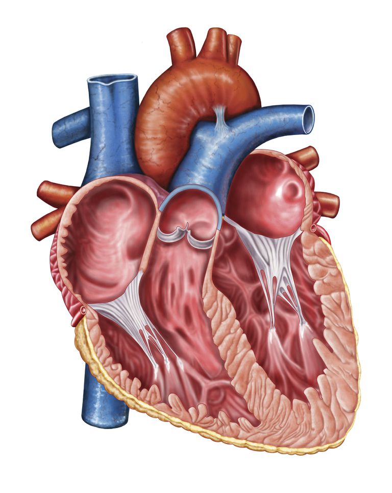 vänster ventrikel, aortisk regurgitation, aortisk upprepning, mekaniska ventiler, Akut aortisk