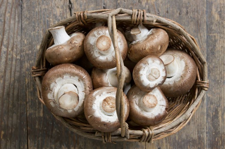 färska svampar, inte reagerar, mycket gluten, svampar odlas, ganska känsliga