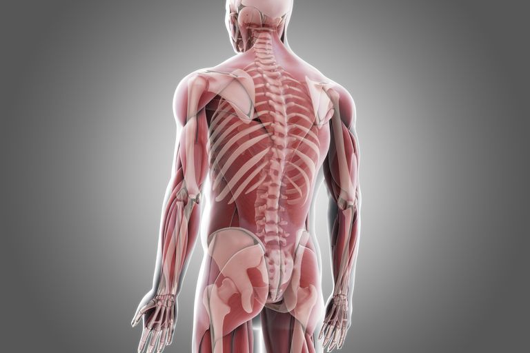 spinal instabilitet, dina muskler, eller skada, instabilitet ryggraden