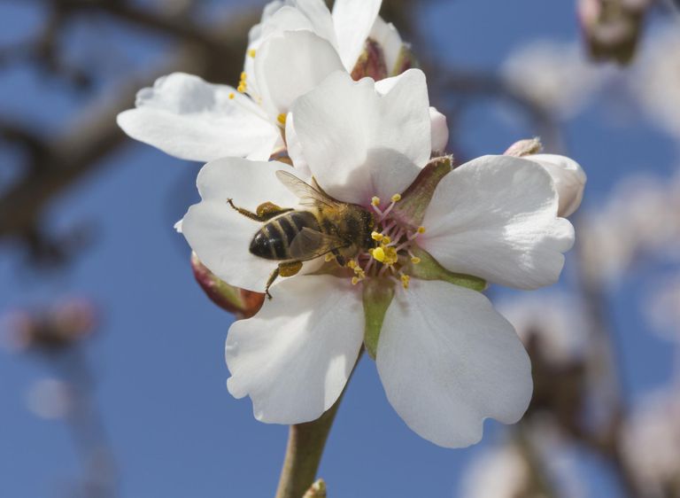 användningen pollen, lindra allergysymtom, studie publicerad
