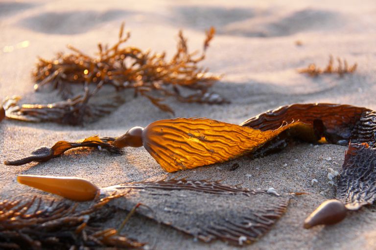 brunt tång, Brown Seaweed, bevis stödja, bruket brunt