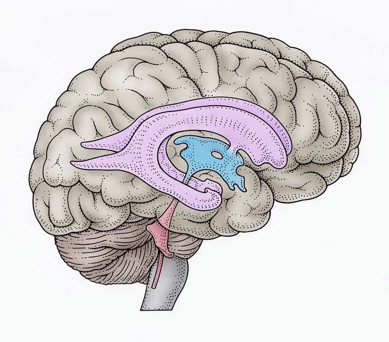 centrala nervsystemet, eller blödning, tredje ventrikeln