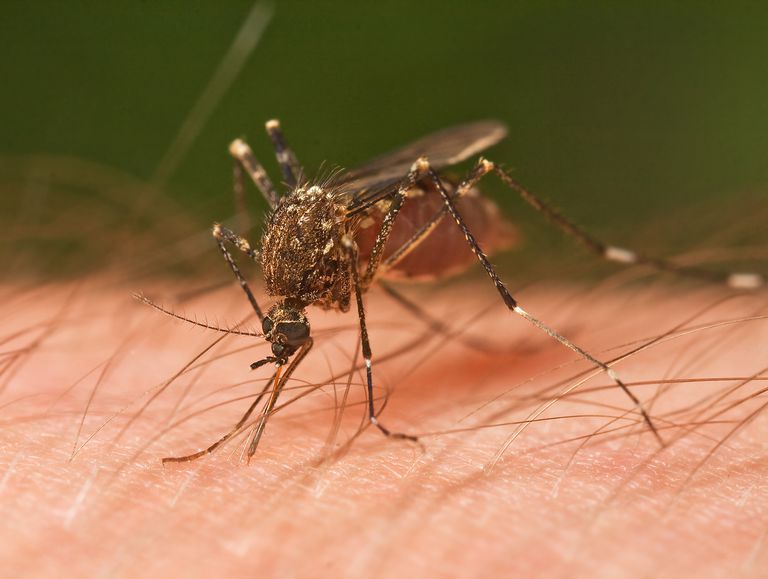 måste finnas, genom myggor, överförs genom, Zika feber