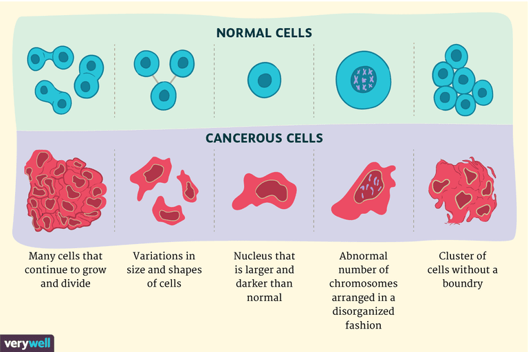 -Normala celler, normala celler, skillnader mellan, cancerceller normala