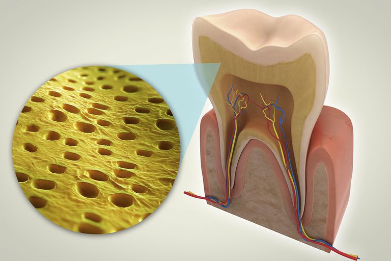 Dentin Definition och olika villkor