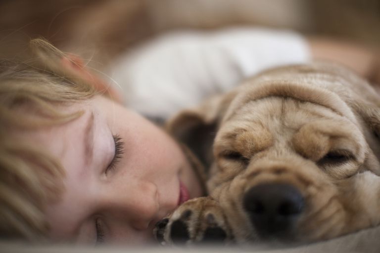 ditt husdjur, kanske vill, vara bättre, allergivänligt husdjur, ditt sovrum