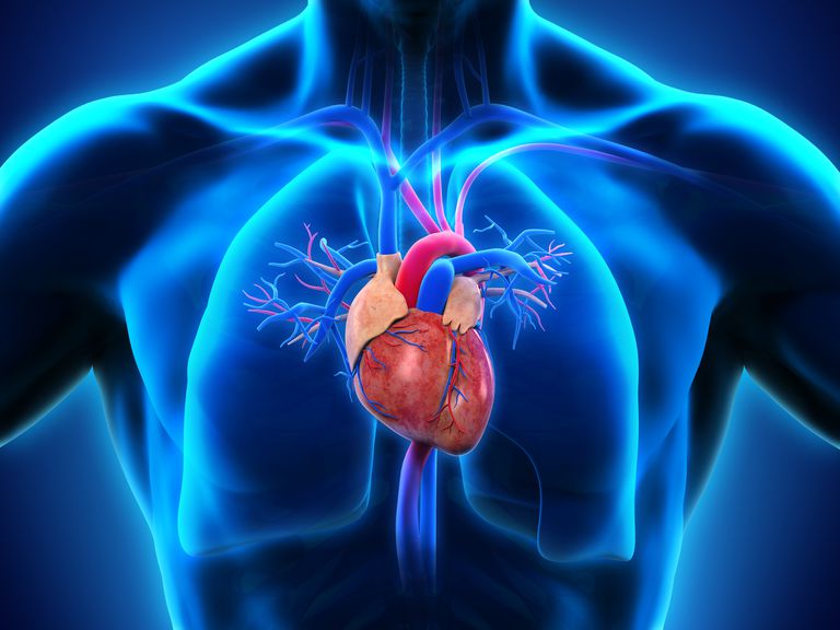 vänster ventrikel, Hjärtans kamrar, Hjärtans kamrar ventiler, höger atrium, Höger Vänster, kamrar ventiler