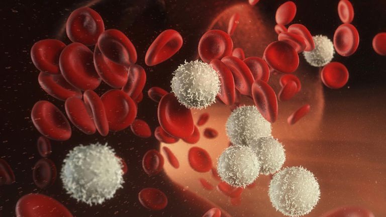röda blodkroppar, ansvariga transportera, även kända, bekämpa infektion, blodkroppar även, blodkroppar även kända