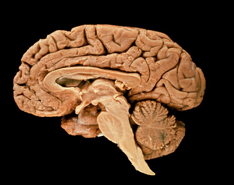 centrala nervsystemet, från hjärnan, hjärnstammen ansvarig, påverkar hjärnstammen