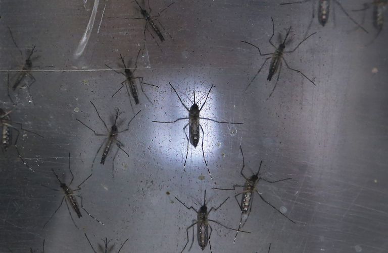kända sprida, alla myggor, finns många, Aedes albopictus, Aedes Zika, Aedes Zika myggor