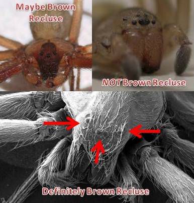 brun recluse, identifiera brun, inte brun, inte brun recluse, bruna återgångar, finns inget