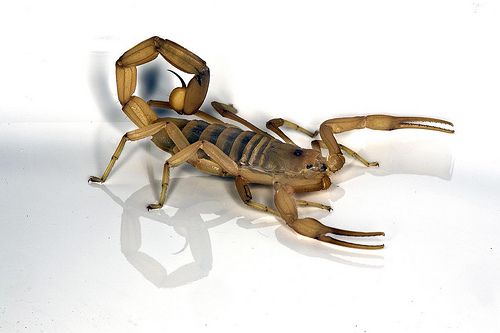Barkskorpion slingor, fort möjligt, visar tecken