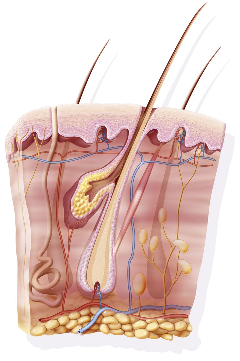 ytan huden, huden torr, kropp producerar, Sebaceous körtlar, tillräckligt talg