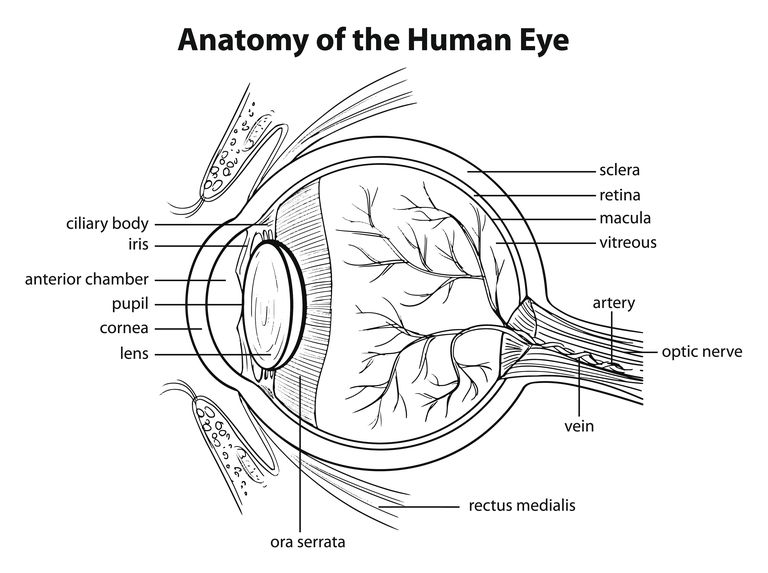 central vision, blir dilaterade, Blodkärlen makula, Blodkärlen makula blir, förlust central, förlust central vision