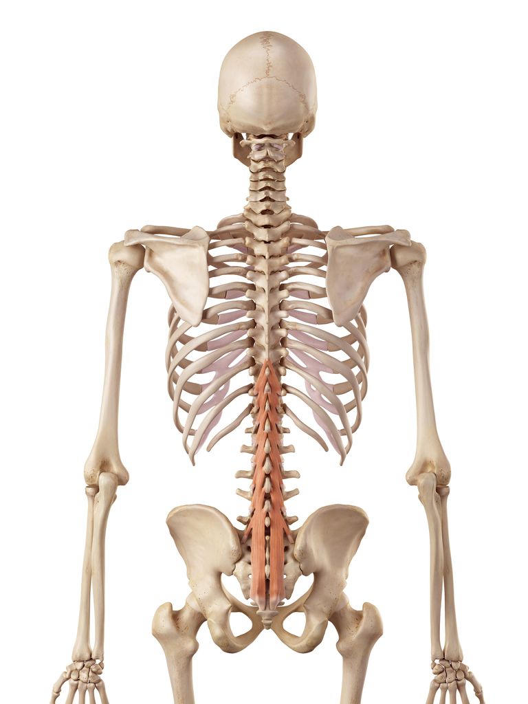 andra ryggmusklerna, delen ryggen, djupa lagret, inneboende lagret
