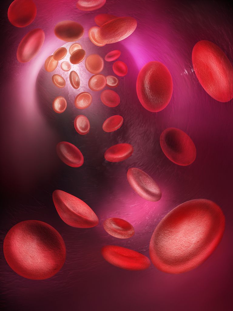 röda blodkroppar, vita blodkroppar, myeloida cellinjen, blodkroppar blodplättar