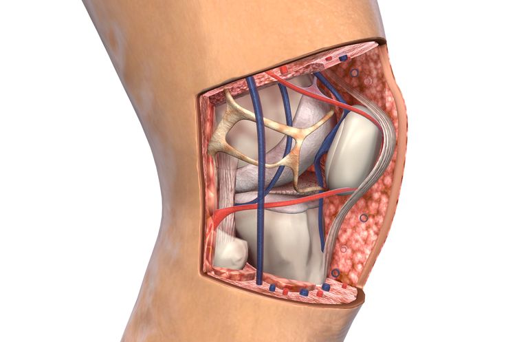 patellär tendon, patellära senan, struktur förbinder, trasig patellär, inte kunna