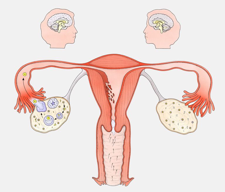 corpus luteum, blir gravid, dina bröst, livmoderns foder, cirka veckor, corpus luteum producera