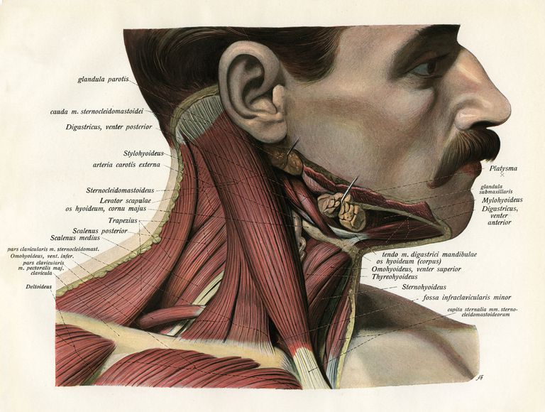 båda SCM-musklerna, bakre triangeln, ditt huvud, främre triangeln