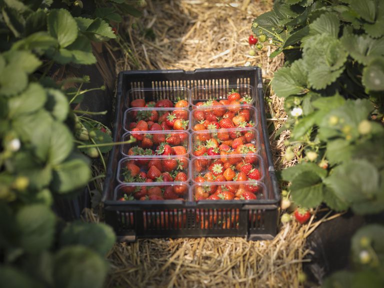 inte alla, ofta odlas, reagera jordgubbar, vete halm