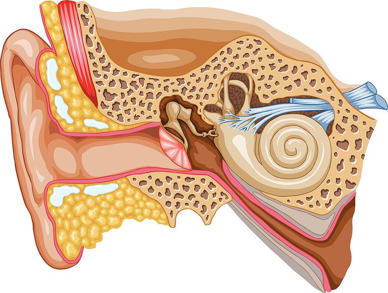 svår tinnitus, American Tinnitus, American Tinnitus Association, amerikanska Tinnitusföreningen