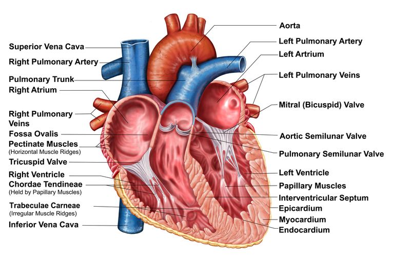 öppen hjärtkirurgi, Aortic Valve, anses vara, aorta ventilen