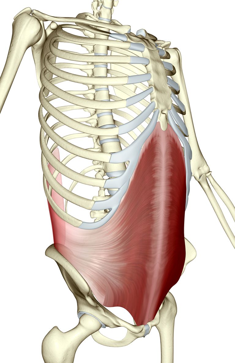 transversala bukmuskeln, tvärgående bukmuskeln, denna muskel, linea alba, organ finns