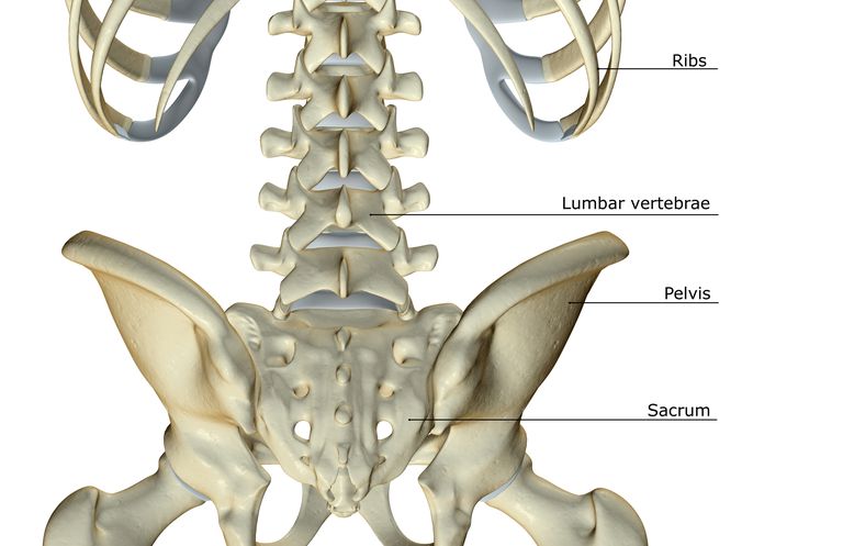 tvärgående processer, hernierad skiva, ryggen ryggkroppen, benbenet ryggen, diskuterats ovan