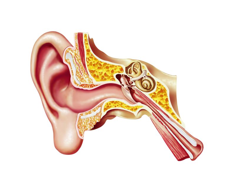 från mellanörat, vätska örat, allergier eller, blockerar hörselröret, Detta förklarar, Detta förklarar varför