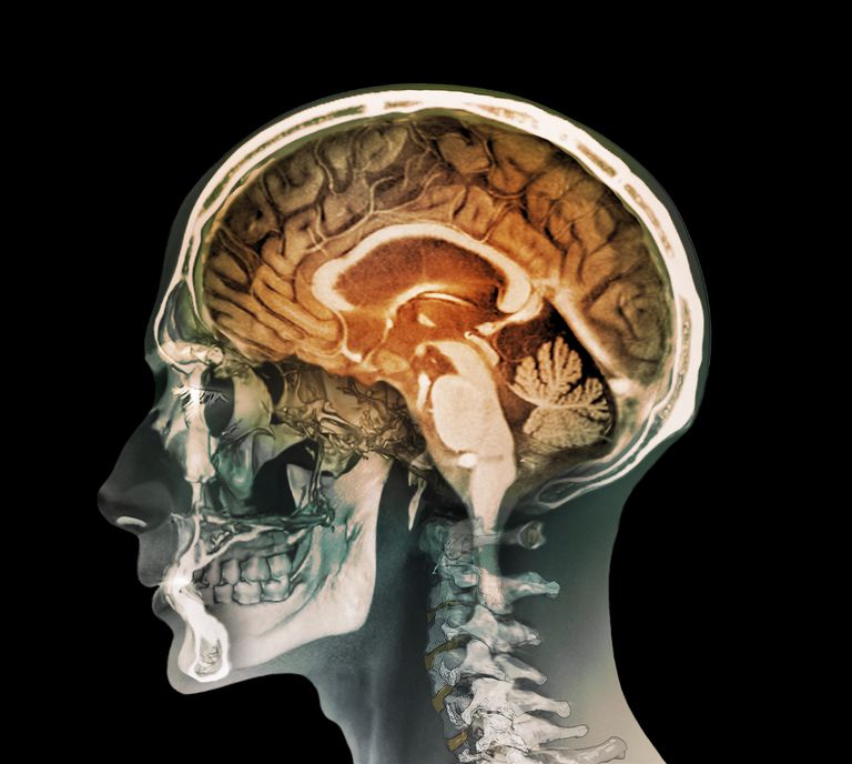 limbiska systemet, Amygdala kommunicerar, paralimbiska strukturer, anses vara
