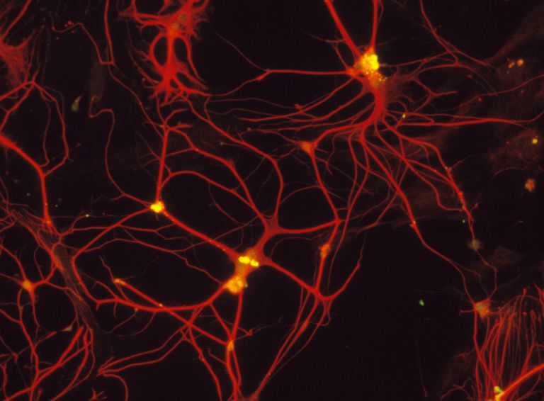 Ependymala celler, vilket innebär, antas vara, autonoma nervsystemet