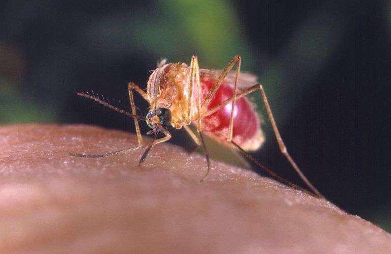 West Nile, Nile virus, West Nile virus, andra vektorer, Usutu Virus, Aedes albopictus
