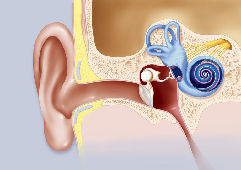 migrän tinnitus, tinnitus migrän, mellan tinnitus, central sensibilisering, dina migrän, koppling mellan