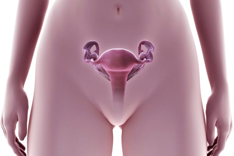 endometriell biopsi, celler eller, eller cancer, enkelt förfarande, ganska enkelt