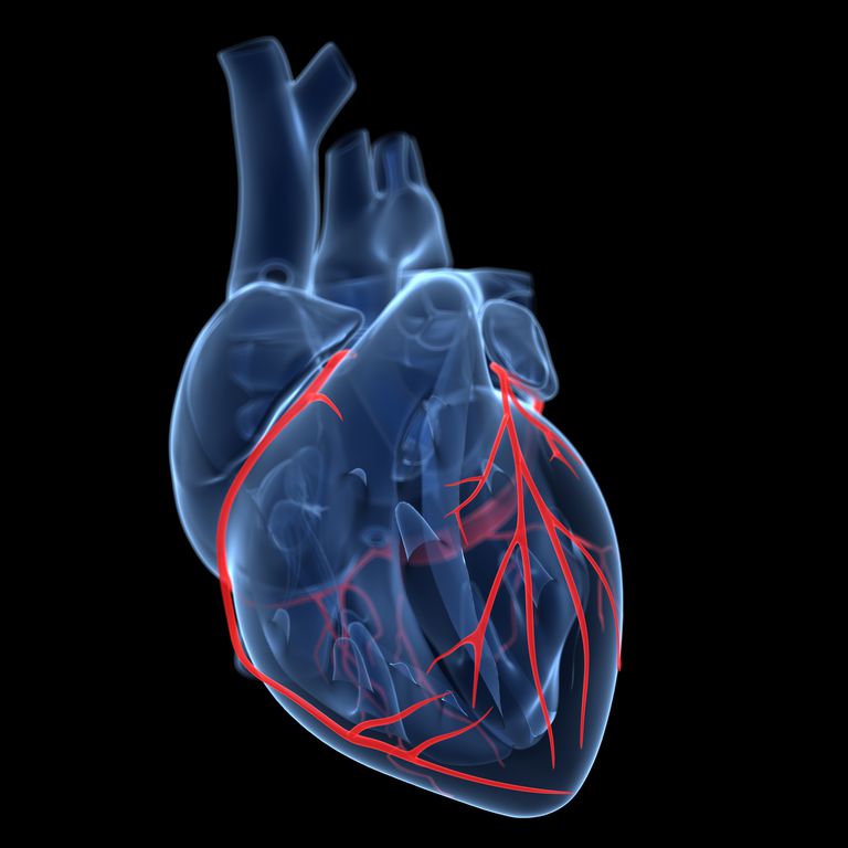 blockerat hjärtmuskeln, Detta kallas, dominerande hjärta, flesta människor, nedåtgående artären
