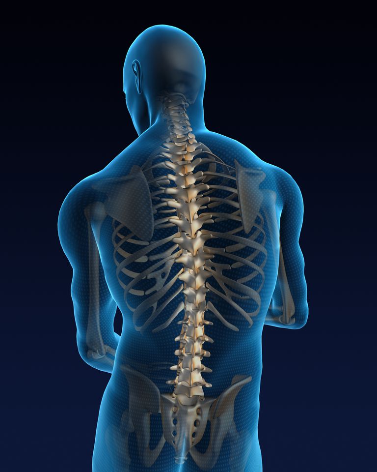 består ryggkotor, från sidan, måste ryggraden, ryggraden ryggrad