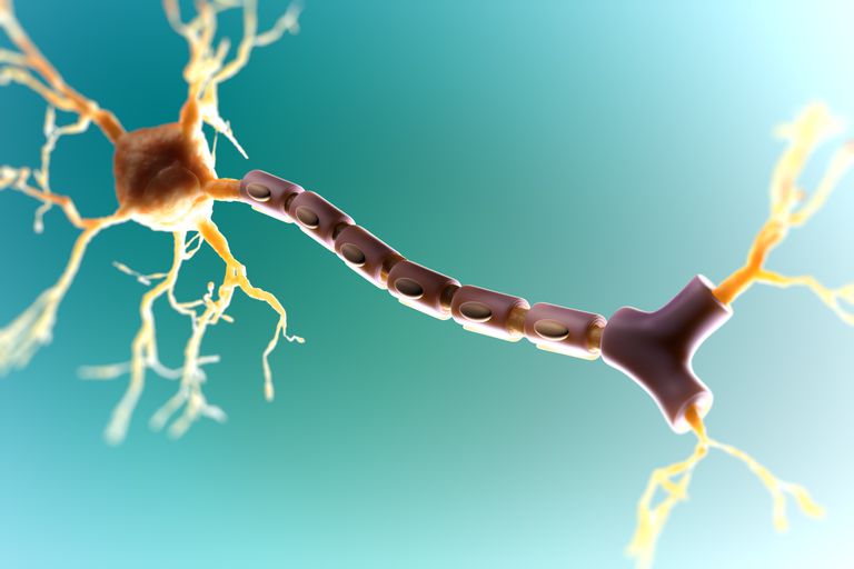 Multipel skleros, centrala nervsystemet, främja myelinreparation, hjärnan ryggmärgen